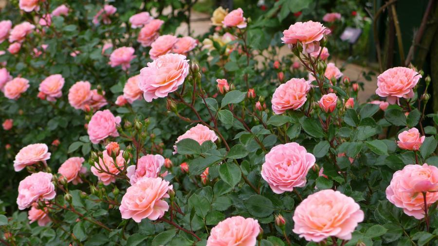 Rosa Landscape Sweet Drift - View 5 from www redcrocus com