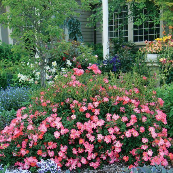 Rosa Landscape Sweet Drift - View 7 from www redcrocus com