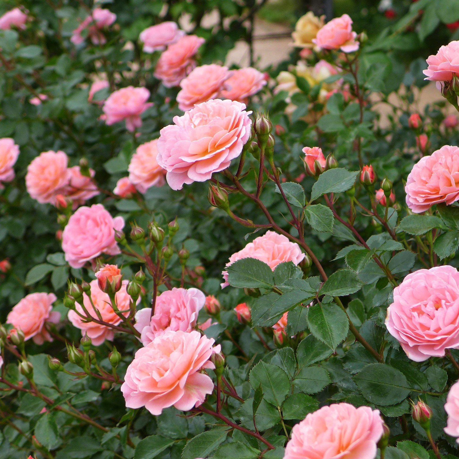 Rosa Landscape Sweet Drift - View 8 from www redcrocus com