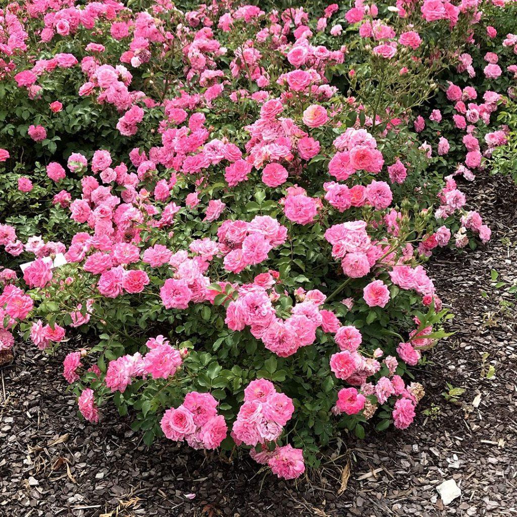 Rosa Landscape Sweet Drift - View 9 from www redcrocus com