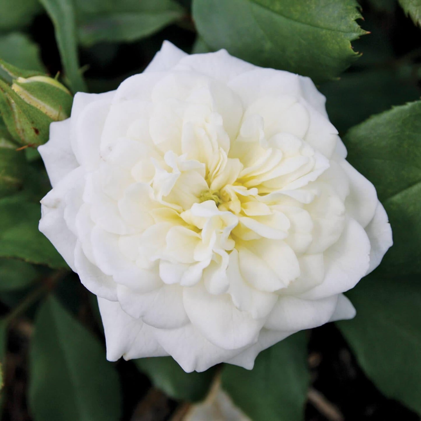 Rosa Landscape White Drift - View 11 from www redcrocus com