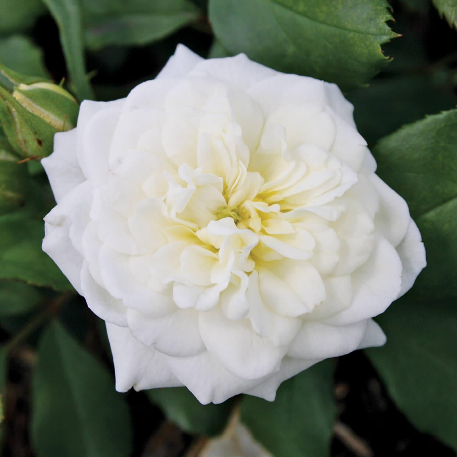 Rosa Landscape White Drift - View 11 from www redcrocus com