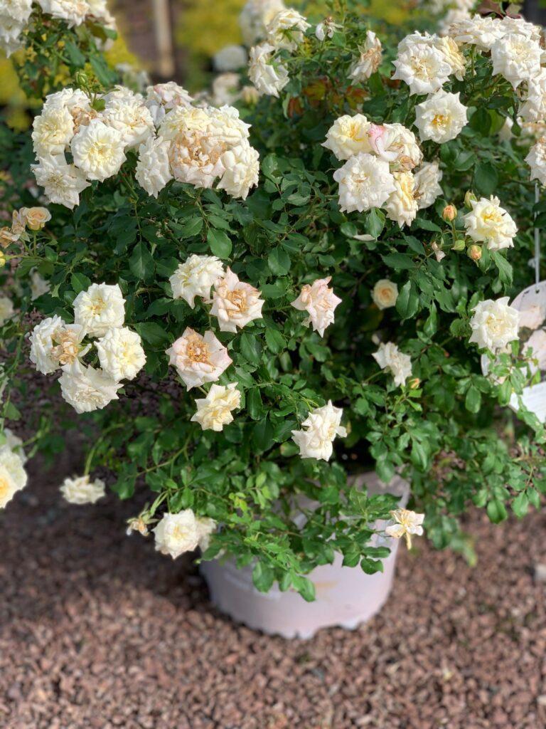 Rosa Landscape White Drift - View 12 from www redcrocus com