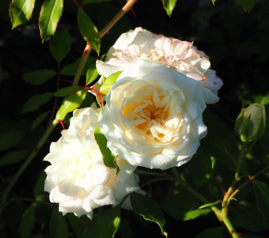 Rosa Landscape White Drift - View 13 from www redcrocus com