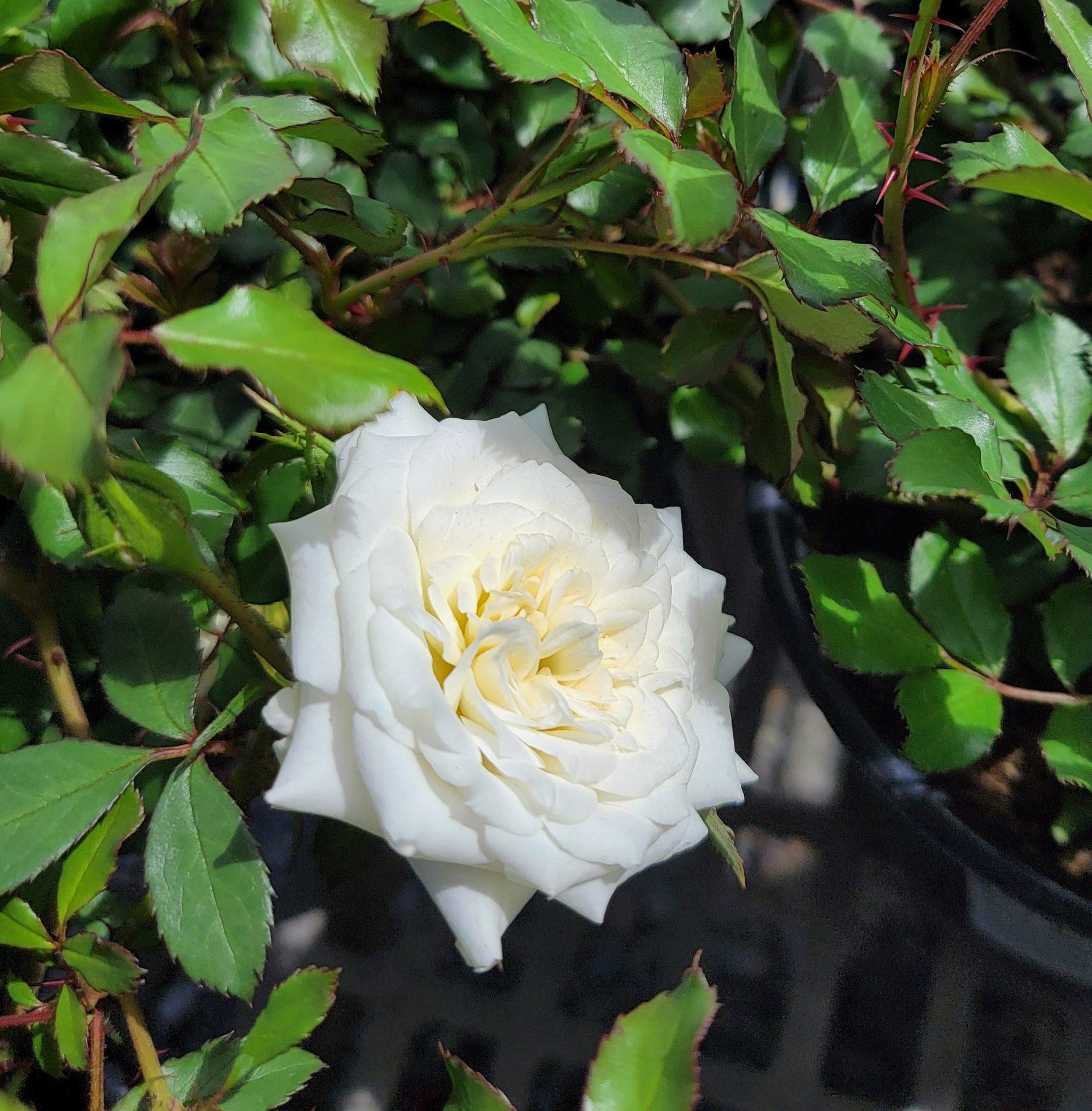 Rosa Landscape White Drift - View 14 from www redcrocus com