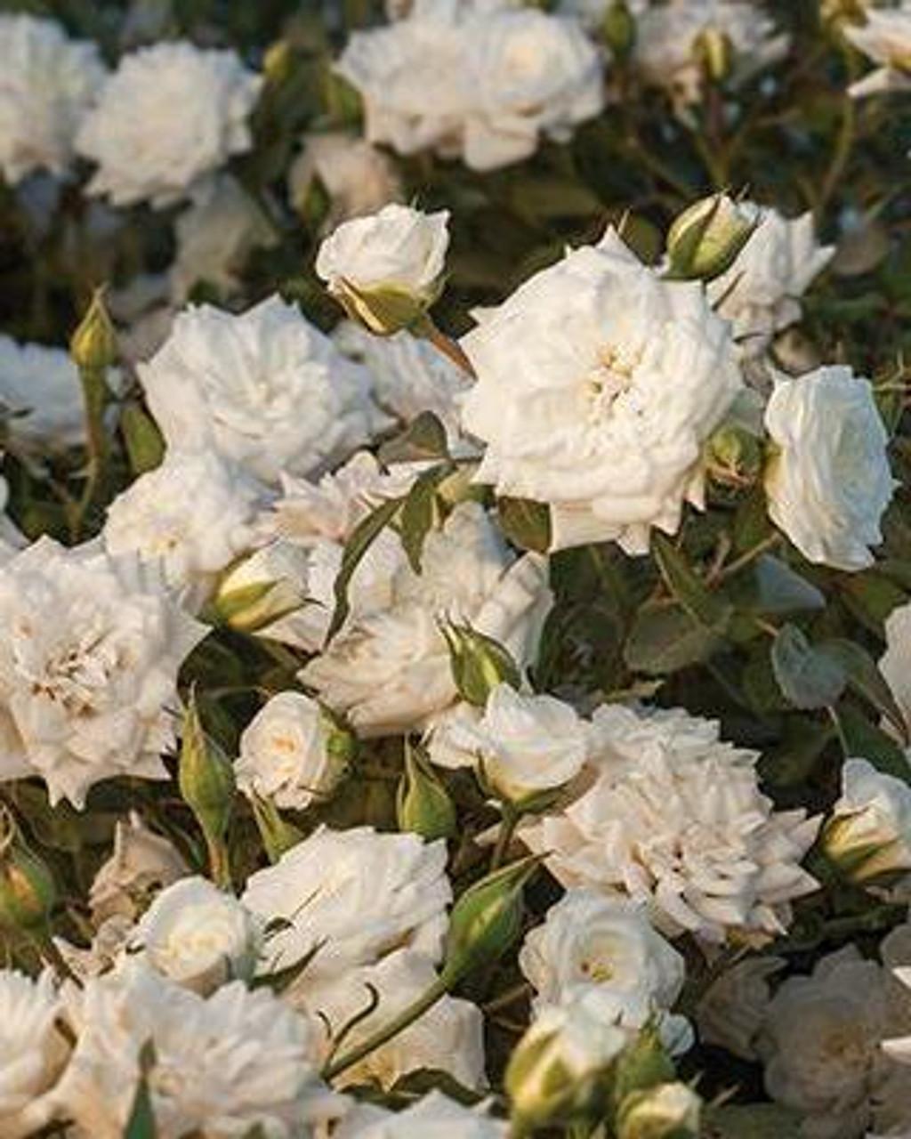 Rosa Landscape White Drift - View 2 from www redcrocus com