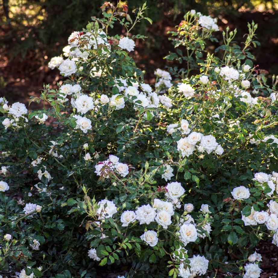 Rosa Landscape White Drift - View 3 from www redcrocus com