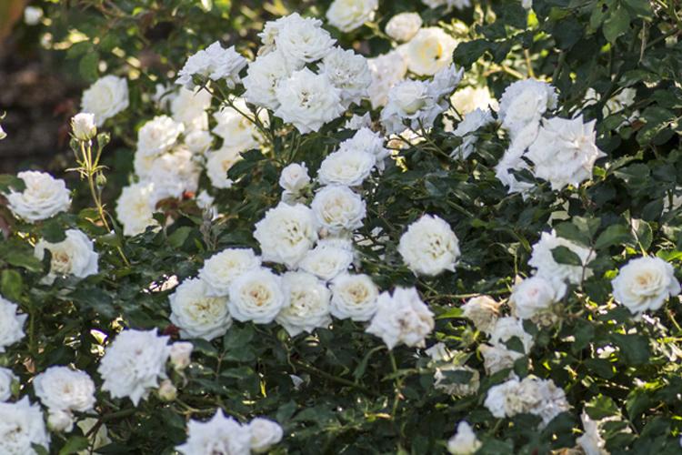Rosa Landscape White Drift - View 4 from www redcrocus com