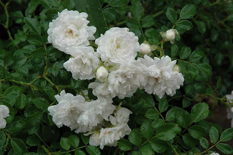 Rosa Landscape White Drift - View 5 from www redcrocus com