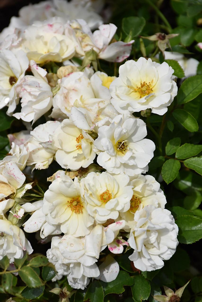 Rosa Landscape White Drift - View 6 from www redcrocus com
