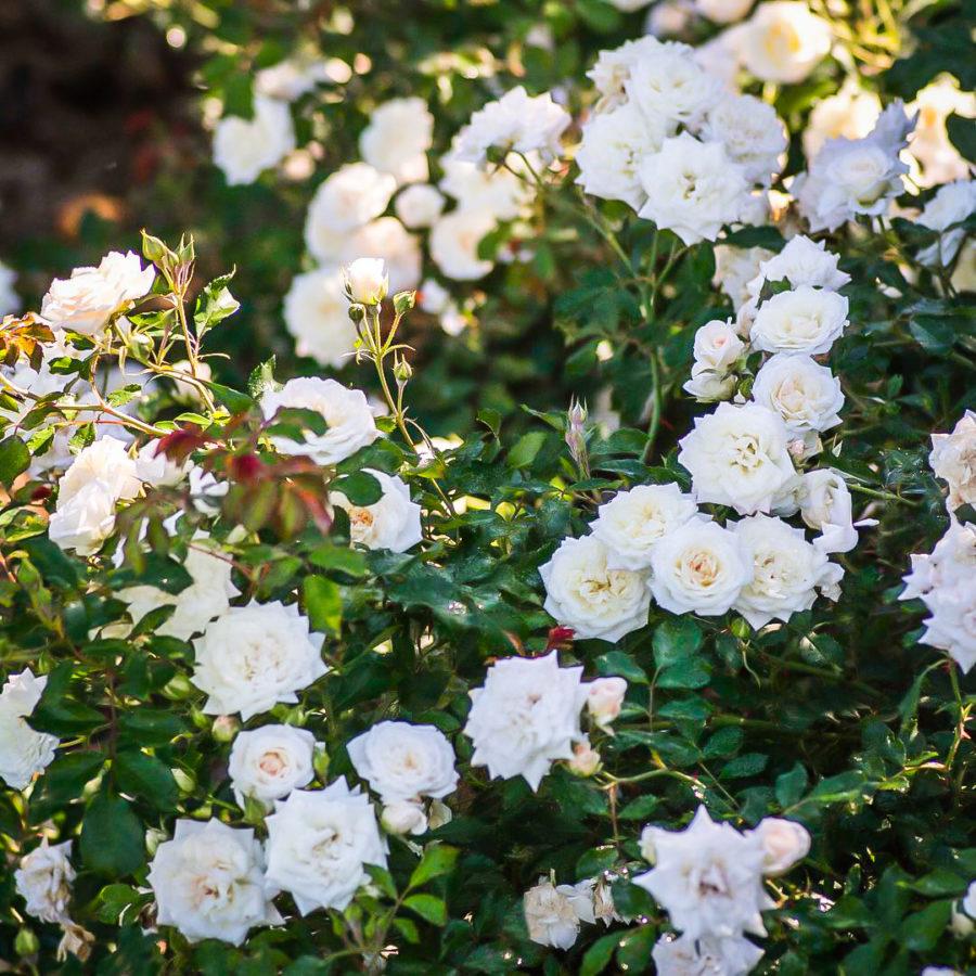 Rosa Landscape White Drift - View 7 from www redcrocus com