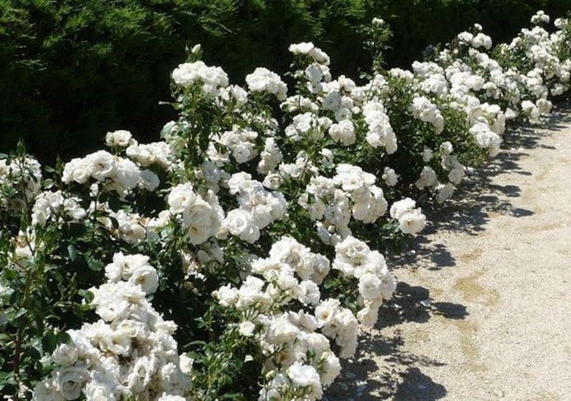Rosa Landscape White Drift - View 8 from www redcrocus com