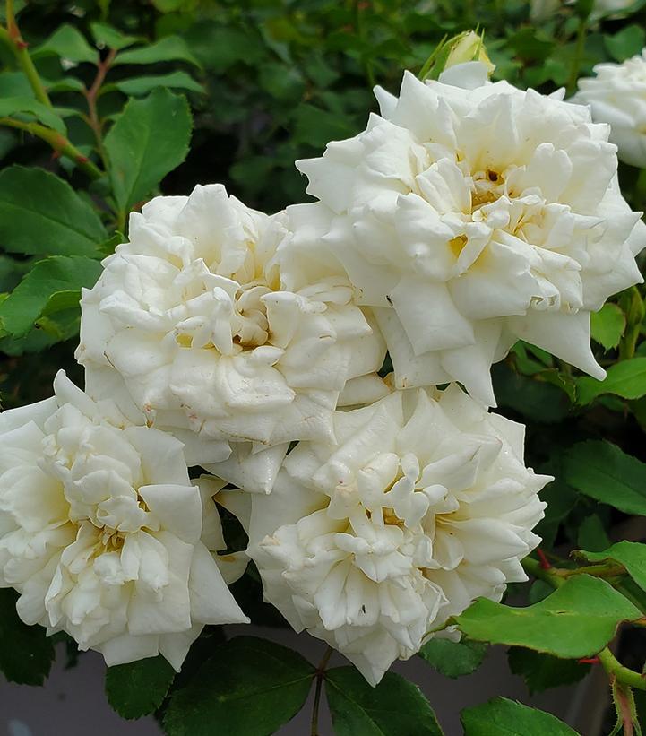 Rosa Landscape White Drift - View 9 from www redcrocus com