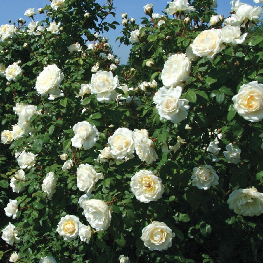 Rosa Climbing Cloud 10 - View 11 from www redcrocus com