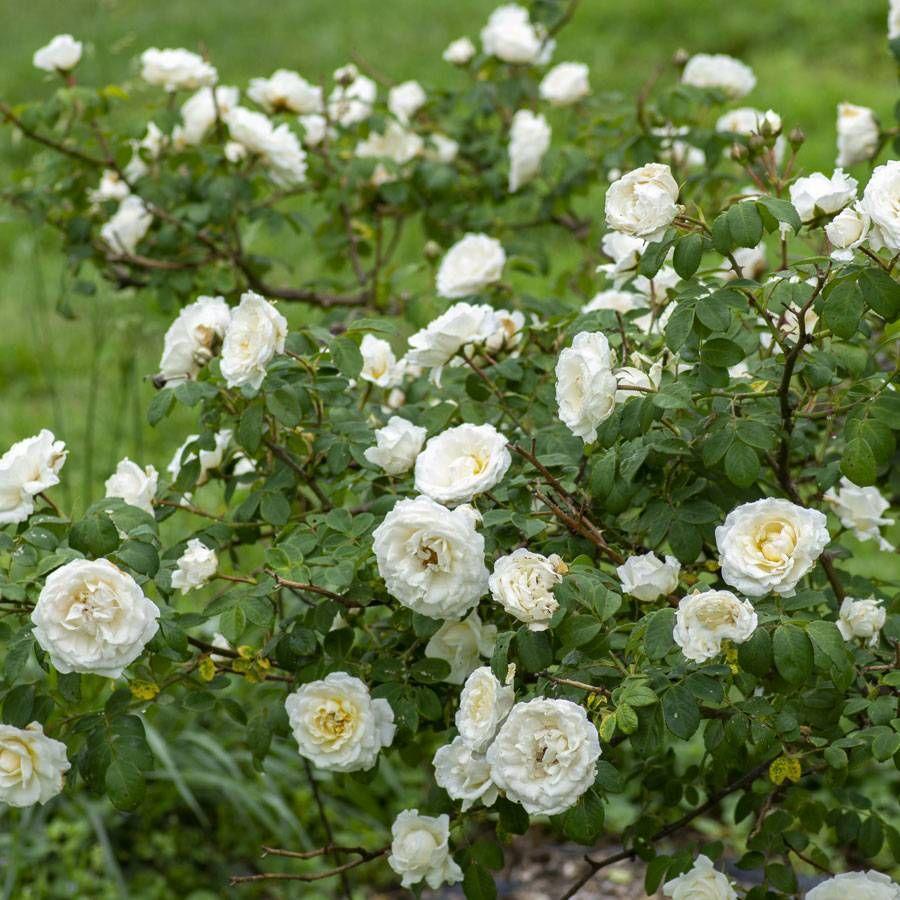Rosa Climbing Cloud 10 - View 1 from www redcrocus com