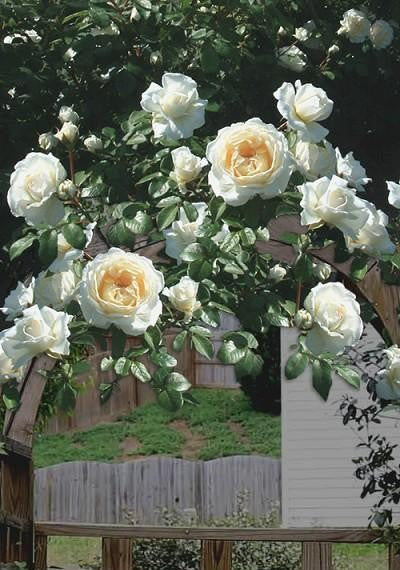 Rosa Climbing Cloud 10 - View 3 from www redcrocus com
