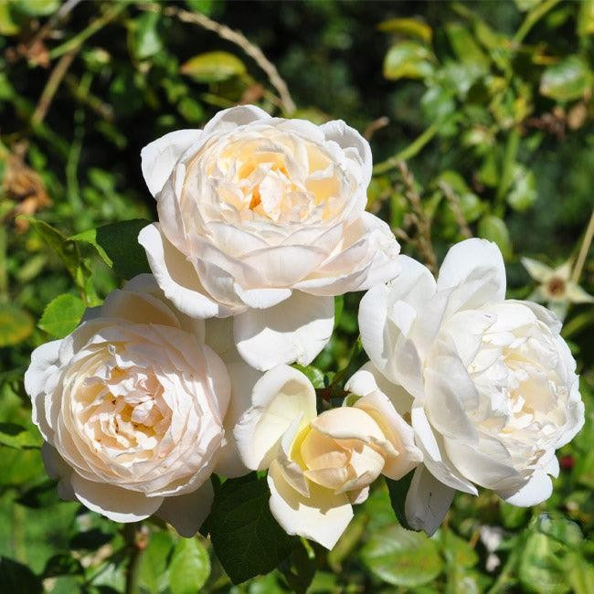 Rosa Climbing Cloud 10 - View 4 from www redcrocus com