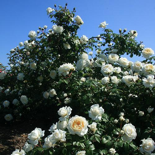 Rosa Climbing Cloud 10 - View 6 from www redcrocus com