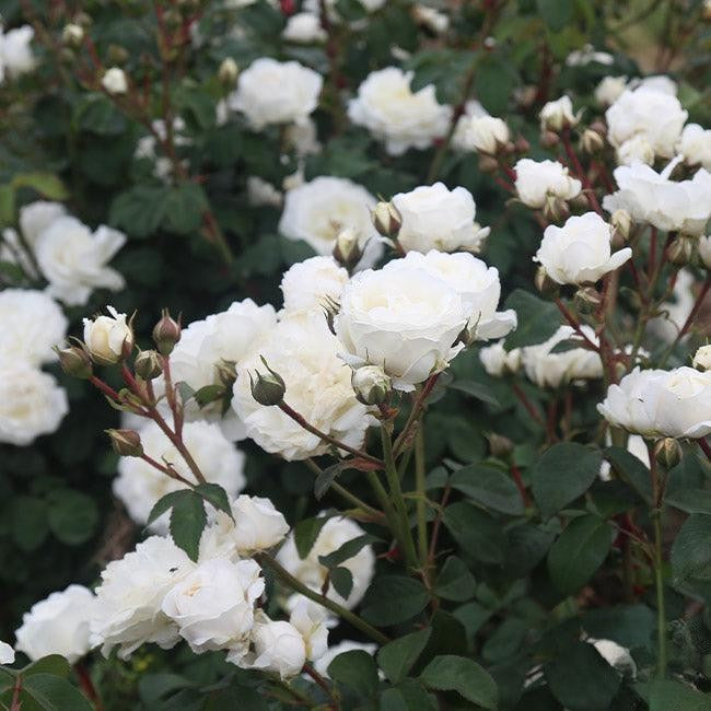 Rosa Climbing Cloud 10 - View 9 from www redcrocus com