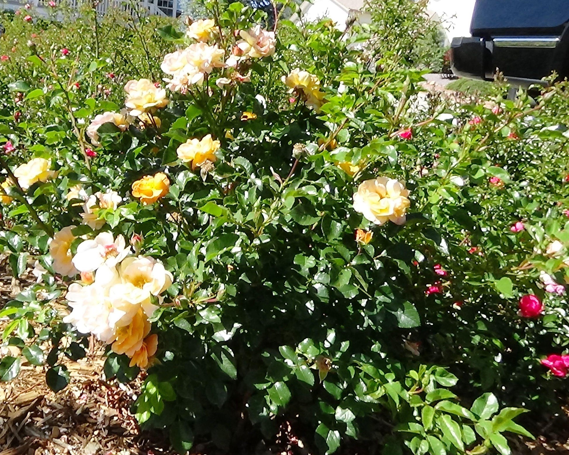 Rosa, Landscape 'flower Carpet Peach' - View 15 from www redcrocus com