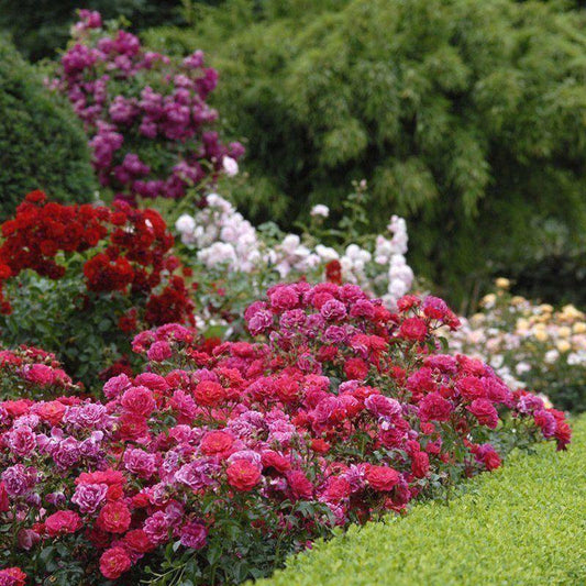Rosa Landscape Flower Carpet Peach - View 10 from www redcrocus com
