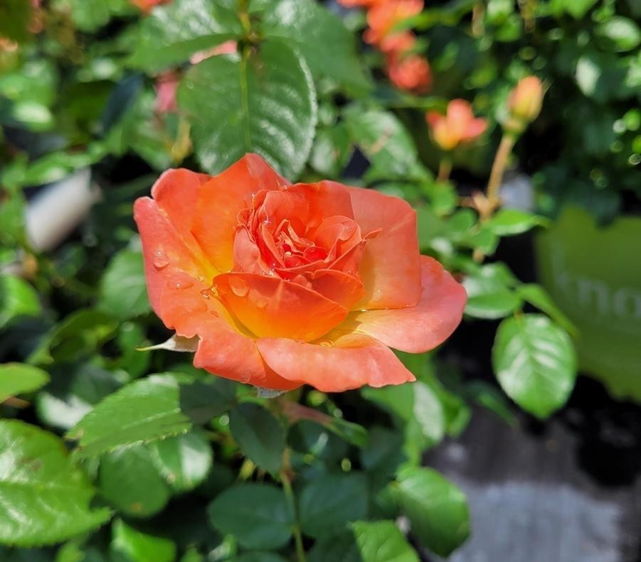 Rosa Landscape Orange Glow Knock Out - View 10 from www redcrocus com