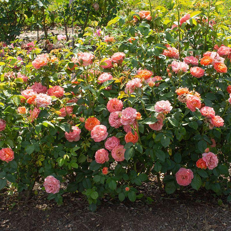 Rosa Landscape Orange Glow Knock Out - View 11 from www redcrocus com