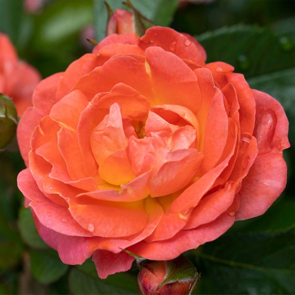 Rosa Landscape Orange Glow Knock Out - View 12 from www redcrocus com