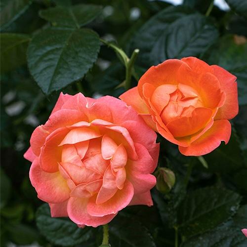 Rosa Landscape Orange Glow Knock Out - View 13 from www redcrocus com