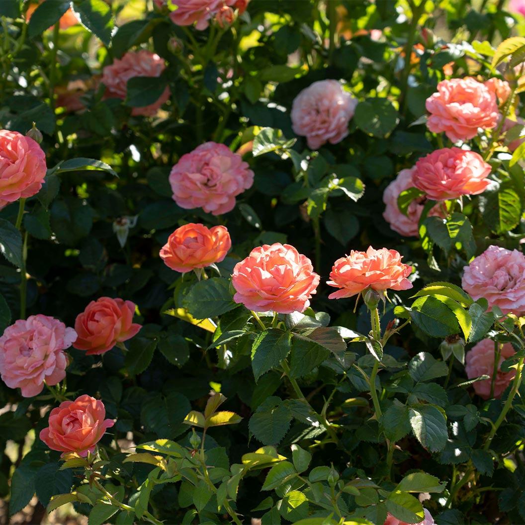 Rosa Landscape Orange Glow Knock Out - View 14 from www redcrocus com