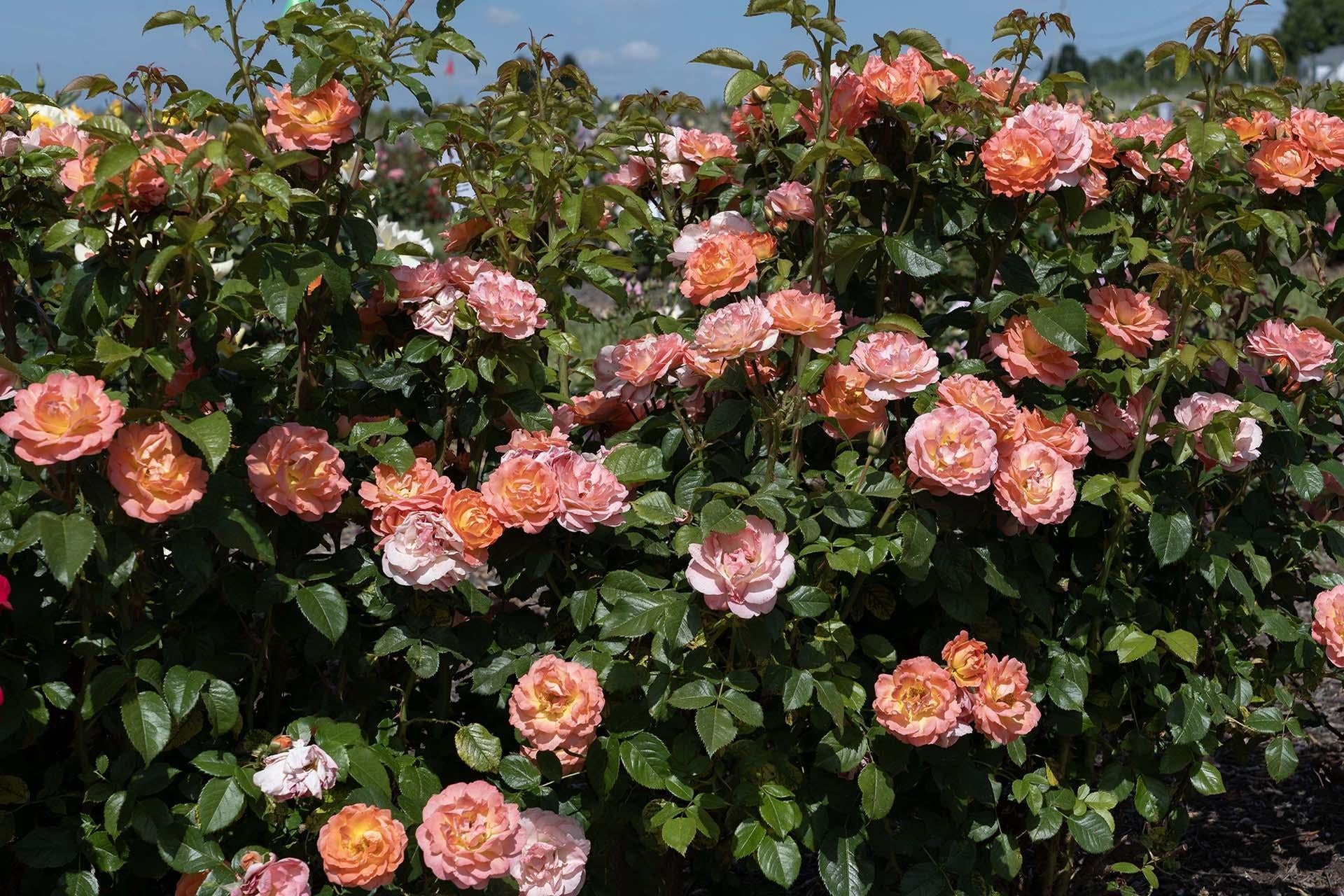 Rosa Landscape Orange Glow Knock Out - View 15 from www redcrocus com