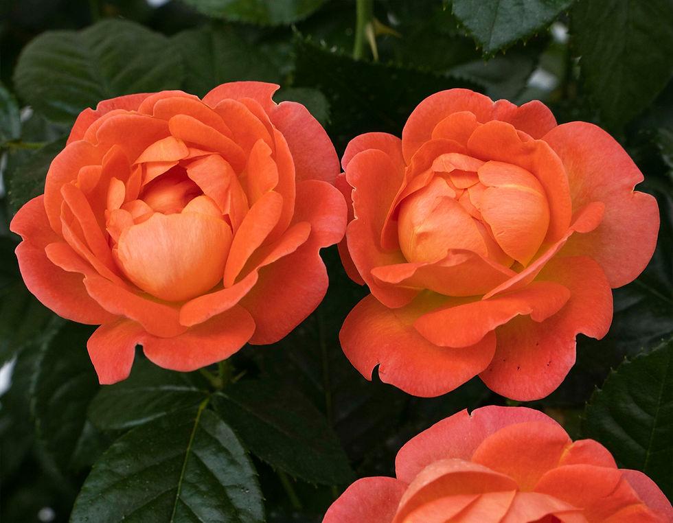 Rosa Landscape Orange Glow Knock Out - View 16 from www redcrocus com