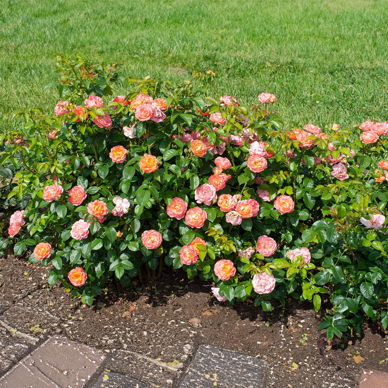 Rosa Landscape Orange Glow Knock Out - View 17 from www redcrocus com
