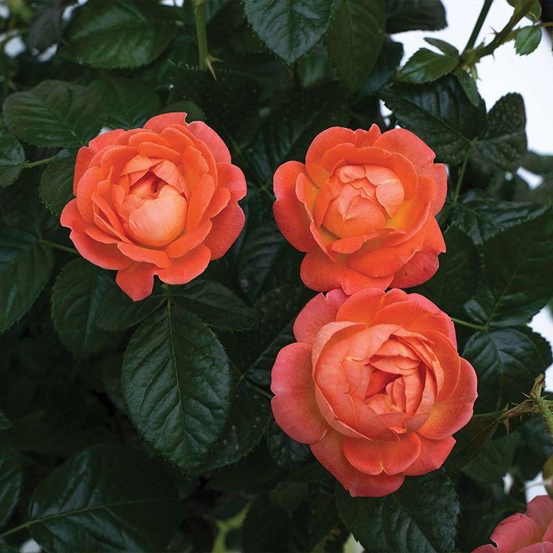 Rosa Landscape Orange Glow Knock Out - View 18 from www redcrocus com