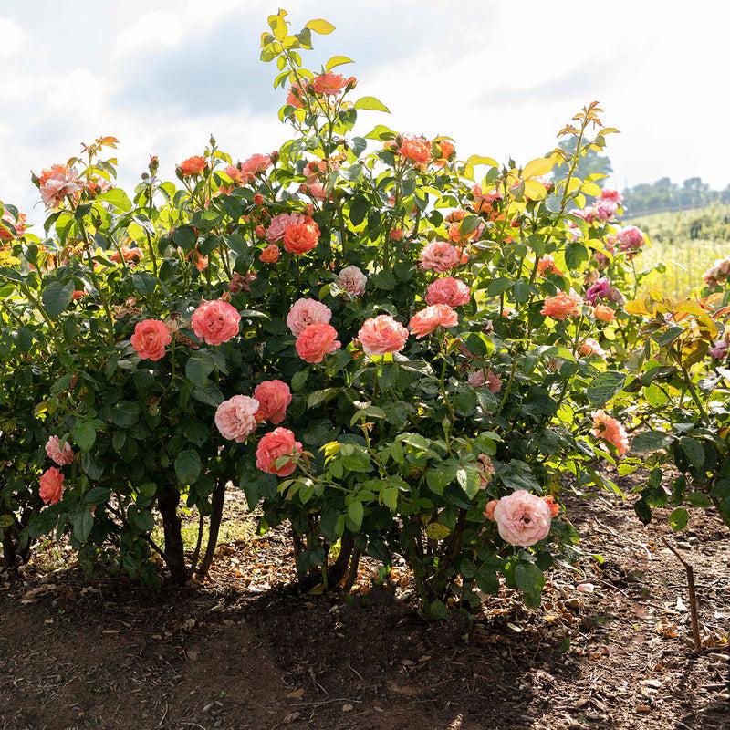 Rosa Landscape Orange Glow Knock Out - View 19 from www redcrocus com