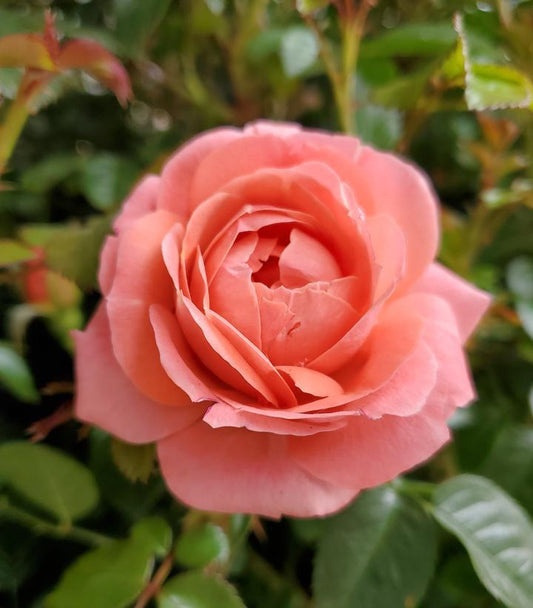 Rosa Landscape Orange Glow Knock Out - View 1 from www redcrocus com