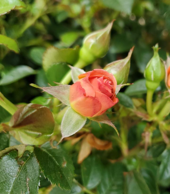 Rosa Landscape Orange Glow Knock Out - View 2 from www redcrocus com
