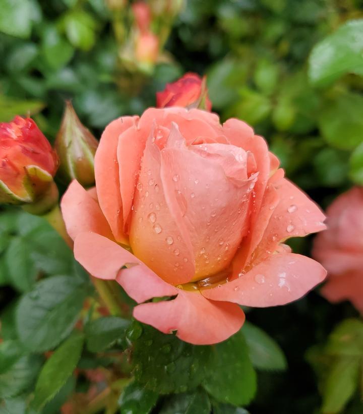 Rosa Landscape Orange Glow Knock Out - View 3 from www redcrocus com