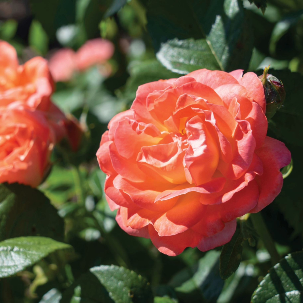 Rosa Landscape Orange Glow Knock Out - View 4 from www redcrocus com