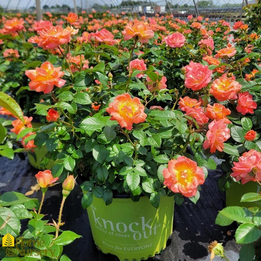 Rosa Landscape Orange Glow Knock Out - View 5 from www redcrocus com