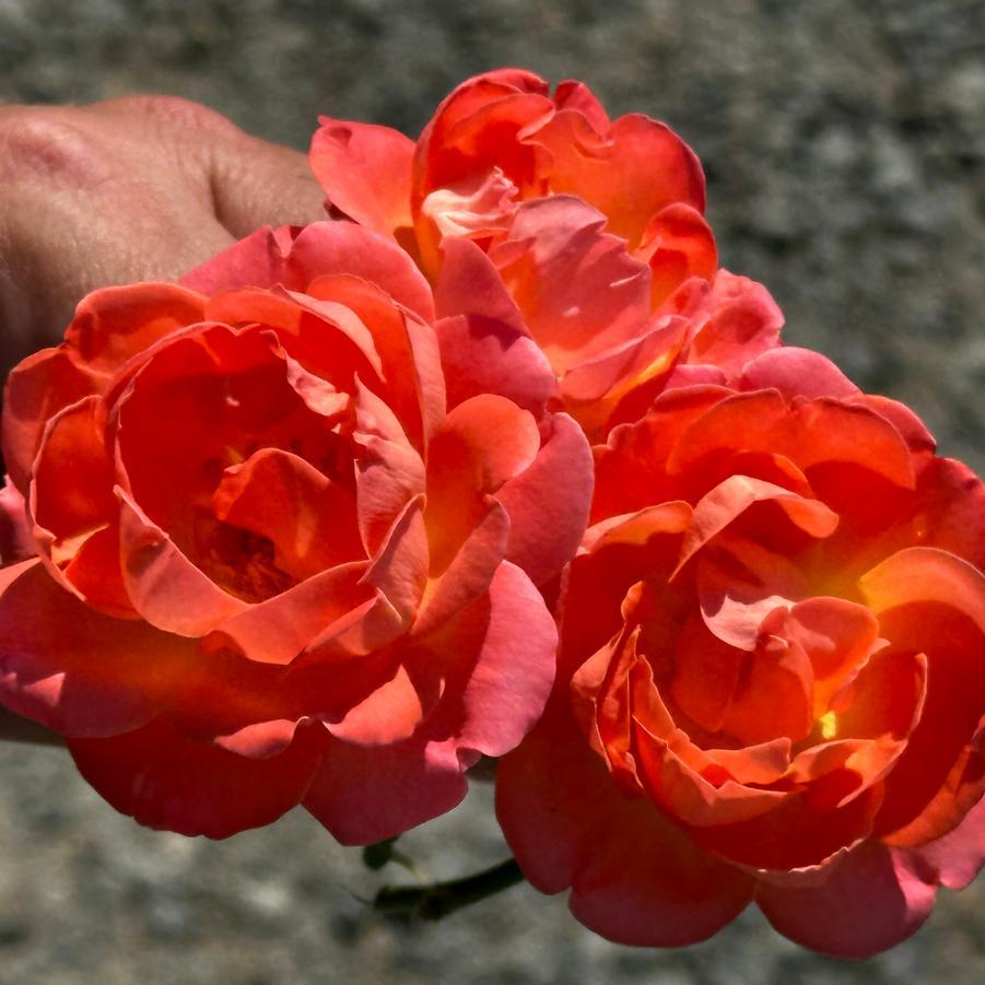 Rosa Landscape Orange Glow Knock Out - View 6 from www redcrocus com