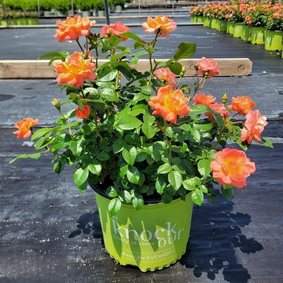 Rosa Landscape Orange Glow Knock Out - View 7 from www redcrocus com