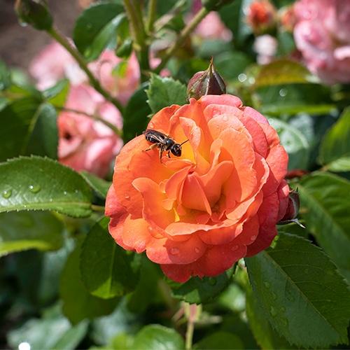 Rosa Landscape Orange Glow Knock Out - View 8 from www redcrocus com