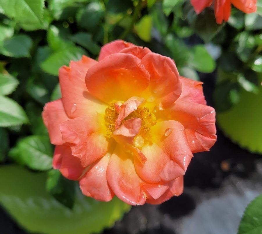 Rosa Landscape Orange Glow Knock Out - View 9 from www redcrocus com