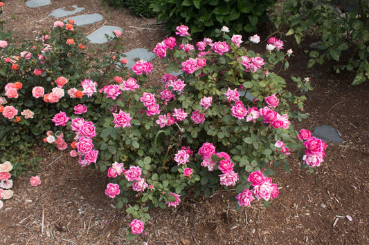 Rosa Landscape Double Pink Knock Out - View 10 from www redcrocus com