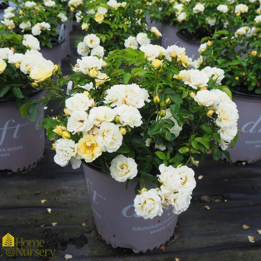 Rosa Landscape Popcorn Drift - View 11 from www redcrocus com
