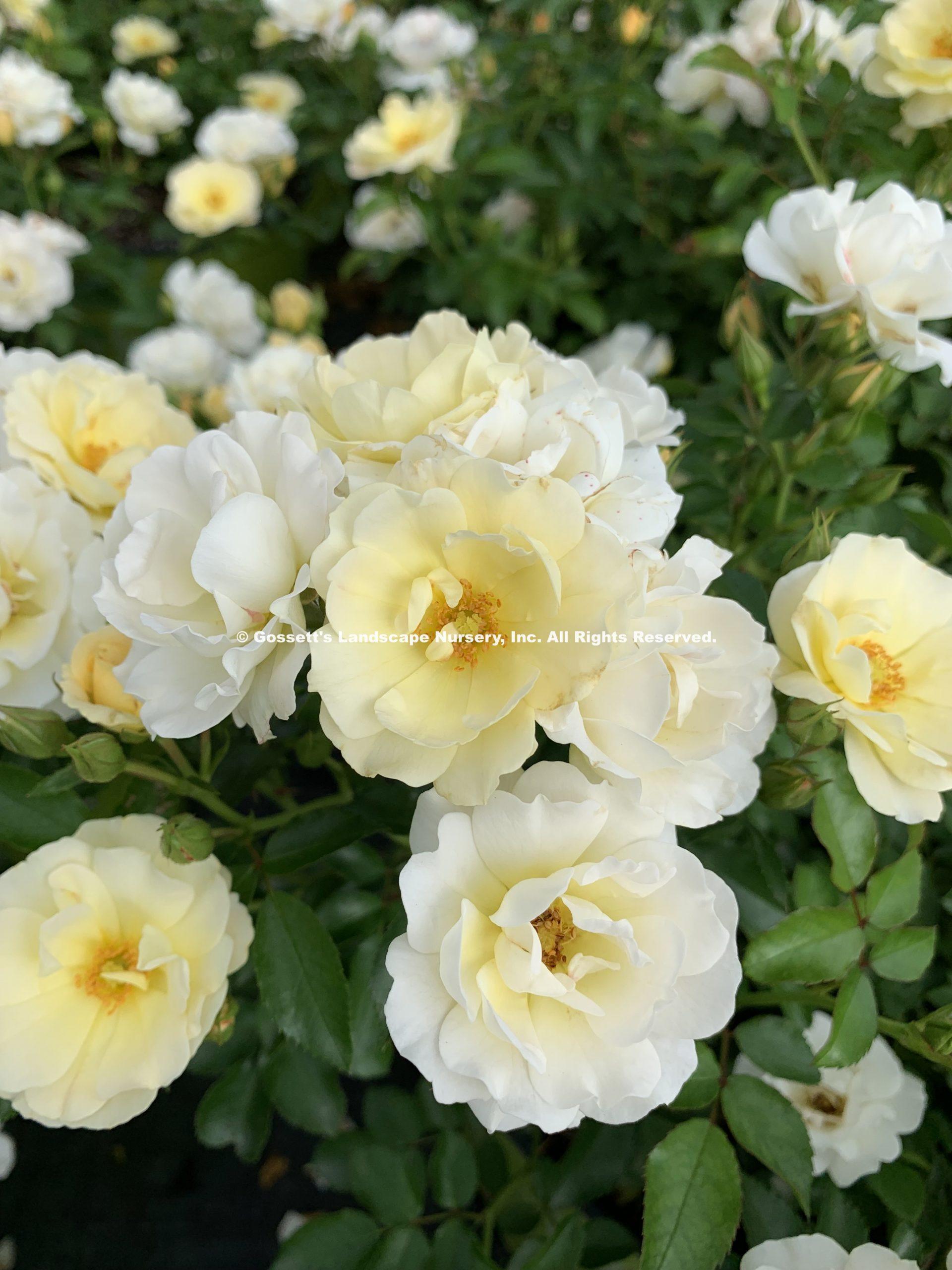 Rosa Landscape Popcorn Drift - View 15 from www redcrocus com