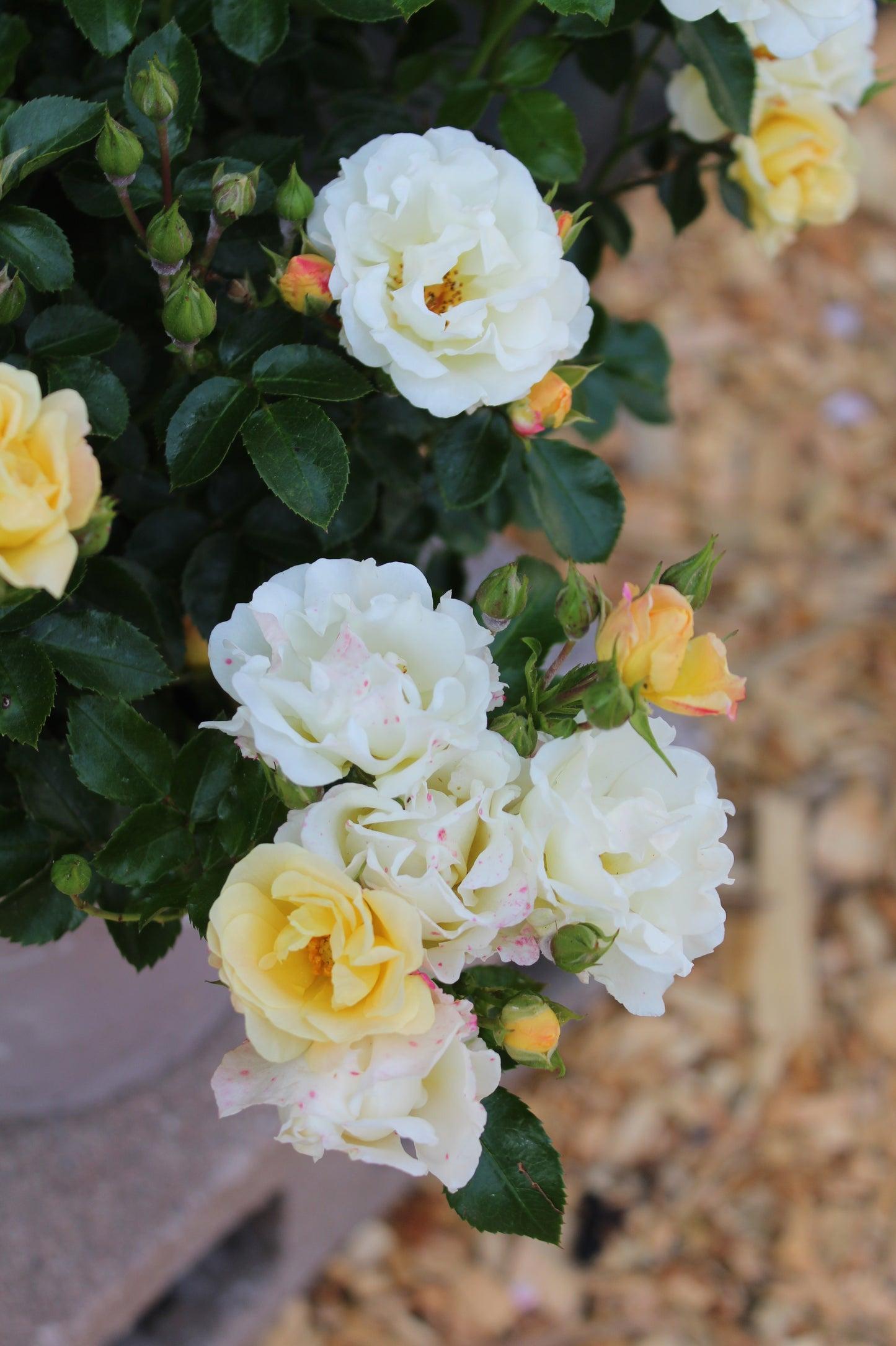 Rosa Landscape Popcorn Drift - View 17 from www redcrocus com
