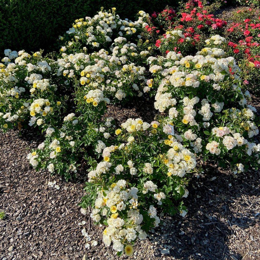 Rosa Landscape Popcorn Drift - View 1 from www redcrocus com