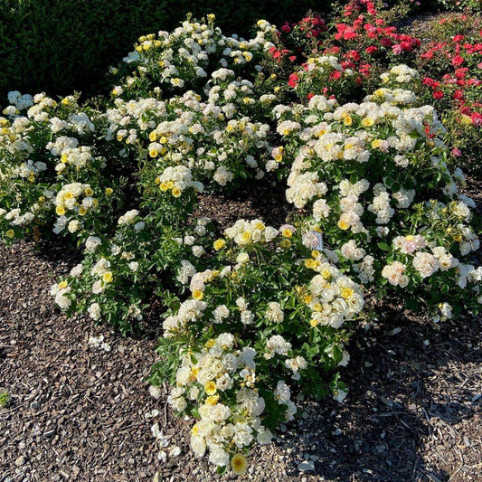 Rosa Landscape Popcorn Drift - View 1 from www redcrocus com